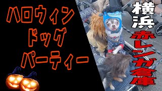 【ハロウィン ドッグ パーティー】横浜赤レンガ倉庫！沢山のチワワ友達チワワ 子犬 ペット [upl. by Denyse768]