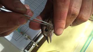 Tick removal from a Song Sparrow [upl. by Fulton304]