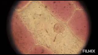 onion cells under microscope [upl. by Telracs]