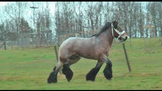 Belgian Draft Horses national champion Mathador van de Bouwhoeve [upl. by Alaric346]