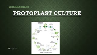 Colony hybridization assay [upl. by Samy887]