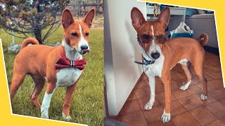 Basenji Training Guide Watch This Before Getting One [upl. by Ramyaj]