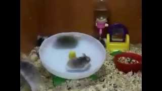 2 Hamsters 1 Wheel  best EDM version [upl. by Ahsikcin]