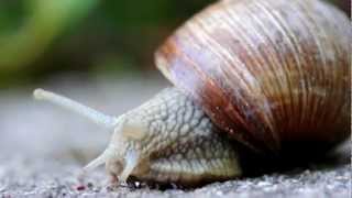 True Facts About The Land Snail [upl. by Thom]