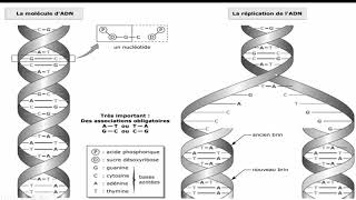 سهل وممتع Les éléments nécessaires pour la réplication dADN [upl. by Clower]