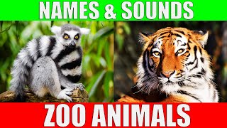 ZOO ANIMALS Names and Sounds to Learn for Kids Preschoolers and Kindergarten [upl. by Hampton]