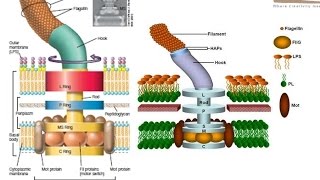 Bacterial flagellum structure [upl. by Bellis640]