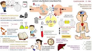 FENOBARBITAL Para que Sirve fenobarbital y Como se toma  Y MAS 💊 [upl. by Pris]