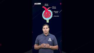 NEET 2024  Malpighian Body  Renal Corpuscle  Important Diagram Based Question shorts [upl. by Rekyr]