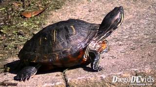 Turtle species  Tartaruga Florianópolis Testudinata  Cheloniidae [upl. by Atinehs]