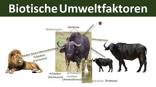 Biotische Umweltfaktoren interspezifisch amp intraspezifisch  Ökologie Teil 6 [upl. by Eetsud]