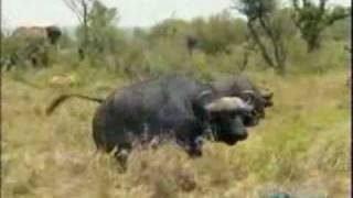 Buffalos Attack Lions هجوم الاسد على الجاموس [upl. by Unni]