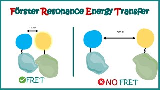 FRET  Fluorescence Forster Resonance Energy Transfer  Application of FRET  Limitation of FRET [upl. by Atsyrc382]