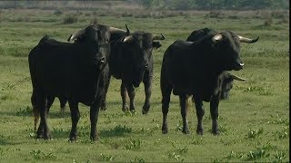 Les Taureaux de la Camargue [upl. by Eatnahc]