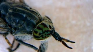 microscope video Horsefly Haematopota pluvialis [upl. by Yecal850]