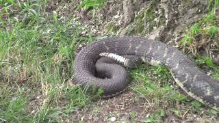 Rattle Snake Roundup Noxen Pa June 15 2024 [upl. by Ellenaj]