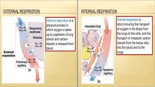 Oxygenation Lecture PT 1 [upl. by Trout]