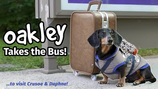 Ep4 OAKLEY TAKES THE BUS  Goes to Visit Crusoe amp Daphne Part 1 [upl. by Formica]