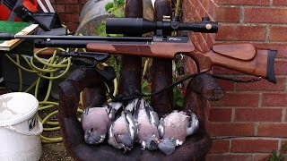 Airgun hunting WOOD PIGEONS july 2015 [upl. by Chauncey]