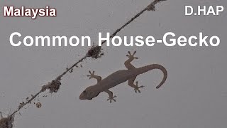 말레이시아Malaysia Common HouseGecko 집도마뱀부치 [upl. by Isnyl]