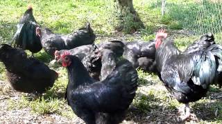 australorp blackthe best hens for eggs  AGROKOTA GREECE panaconic dmc TZ10 [upl. by Nath]