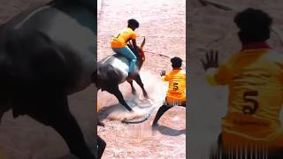 jallikattu vadamanjuvirattu bull 2024 shorts love verithanam horseracing sports [upl. by Amarette392]