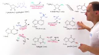 Purine Synthesis [upl. by Marino]