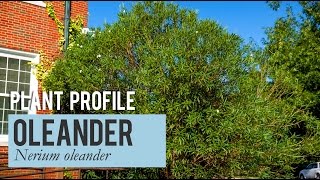 Nerium Oleander Plant Profile [upl. by Norud]