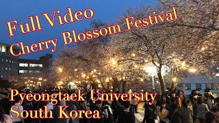 Pyeongtaek University Cherry Blossom Festival [upl. by Oiratno486]