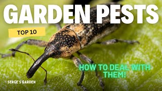 Top 10 Garden Pests and How to Deal with Them [upl. by Peace]