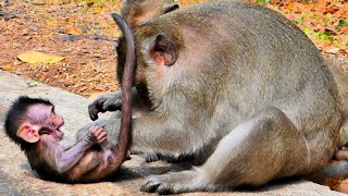 Monkey mama loves her baby monkey Look at how these mom good nurse [upl. by Andre]