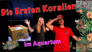 Projekt Anemonen Nano Meerwasser Aquarium Die ersten Korallen  Cleaning Crew von Fauna Marin [upl. by Magnolia]