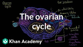 The ovarian cycle  Reproductive system physiology  NCLEXRN  Khan Academy [upl. by Jean]