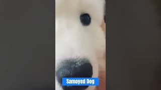 The Arctic Angels Samoyed Dogs trendingvideo ytshort pet trendingshorts animalshorts [upl. by Knowland302]