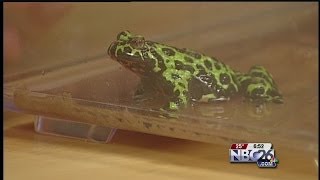 Mr Toad Hops Onto NBC26 Today [upl. by Ever]