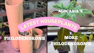 Newest Rare Plant Additions 🌿🪴 Biggest Houseplant Haul of 2024 Plants Im loving right now🎋 [upl. by Odoric]