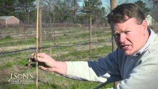 Isons Nursery How to Plant a Muscadine Vine Instructional [upl. by Carson219]