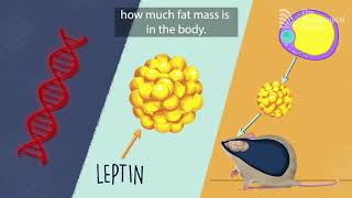 The genetic basis of obesity [upl. by Anairt]