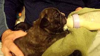 Bottle Feeding Puppies French Bulldog Puppies  wwwallstarfrenchbulldogscom [upl. by Rodoeht]