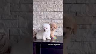 Maltese amp Poodle Puppies [upl. by Corbie]