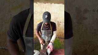 OMG Live Skipjack Tuna Cutting Master Skills [upl. by Jurkoic]