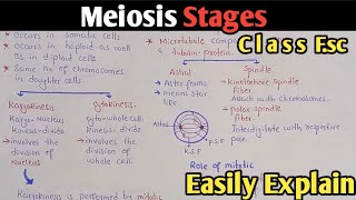 Meiosis Cell Division In Urdu Hindi  Class 12 Biology [upl. by Nhguavahs912]