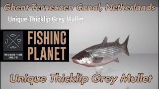 Unique Thicklip Grey Mullet  GhentTerneuzen Canal Netherlands  Fishing Planet Guide [upl. by Bailie]