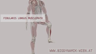 Fibularis Longus Musclepath 3D Animation [upl. by Parks323]