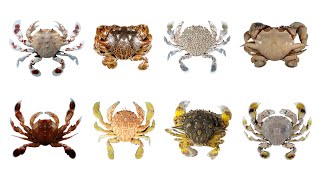 8 Moon Crab Species with Scientific Names  Matutidae Family Infraorder Brachyura MoonCrabs crab [upl. by Sholes156]