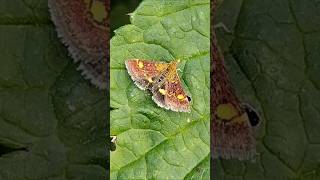 Mint Moths in June [upl. by Sorgalim]