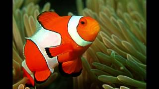 Focus on Species Clownfish aka anemonefish [upl. by Nageem]