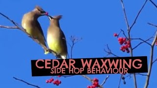 The Side Hop Behaviour of the Cedar Waxwing [upl. by Thirzia]