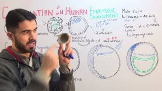 L4 Gastrulation In Human Embryonic Development fully explained by Dr A Hadi [upl. by Norraf]