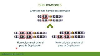 Mutaciones estructurales o cromosómicas parte I [upl. by Aramoiz]